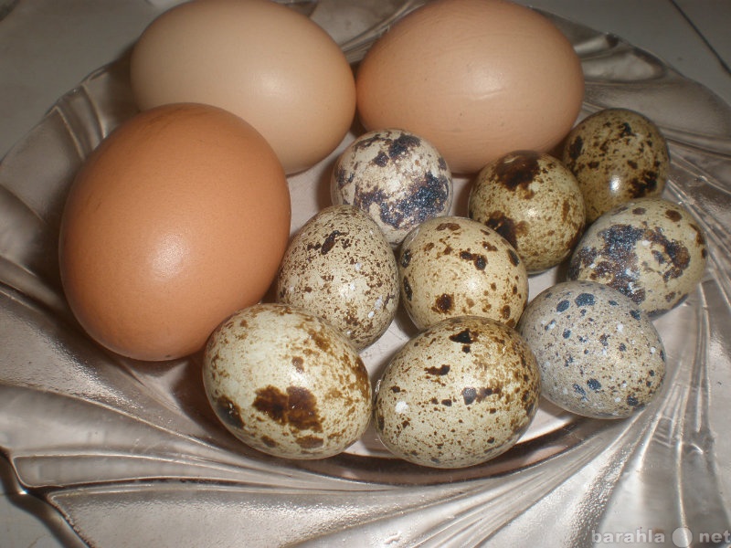 Продам: Яйцо домашнее перепелиное и куриное