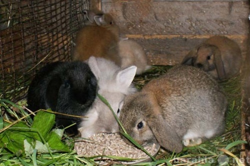 Продам: Кролики декоративные карликовые вислоухи
