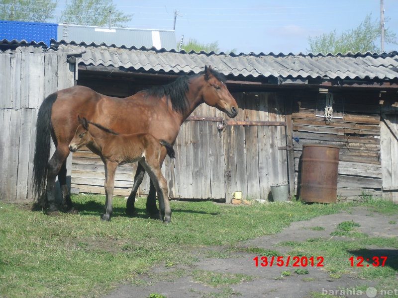 Продажа лошадей на авито в омской области. Дешевая рабочая лошадь. Авито лошади. Авито конь Братск. Найти. В Омской области,, лошадь.