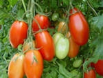 Продам: Продам рассаду томатов для открытого гру