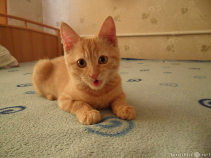 Продам: Британский плюшевый котенок
