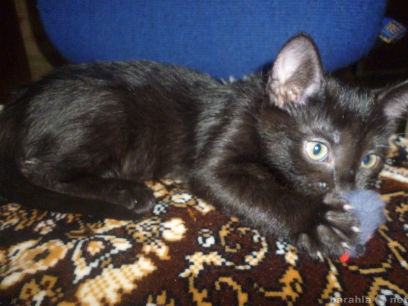 Отдам даром: Красивый черный котенок в подарок.