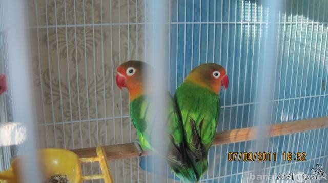 Продам: волнистые попугаи,неразлучники