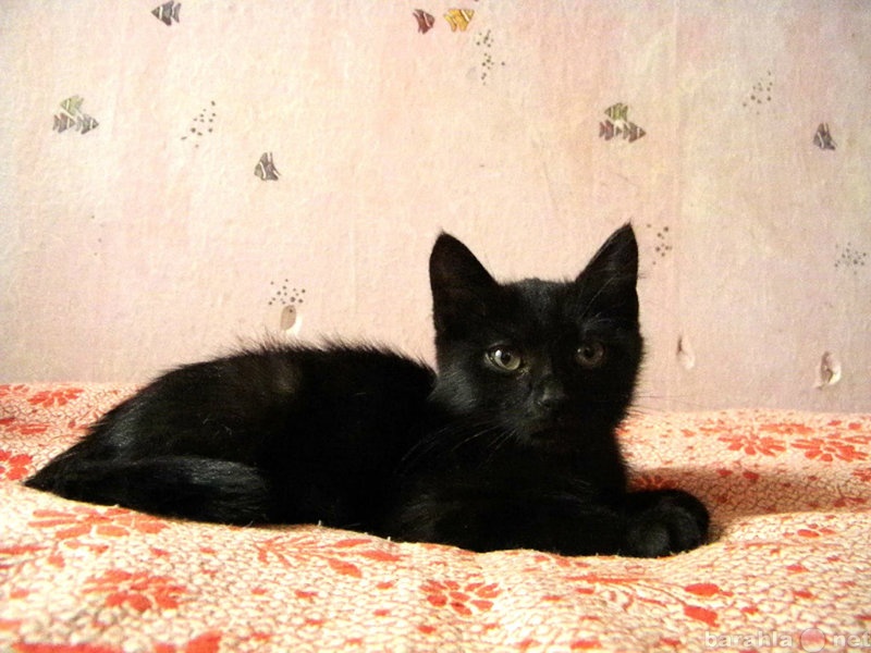 Отдам даром: Черный кот дома - к счастью