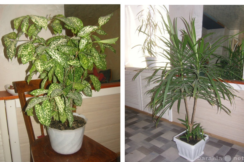 Продам: Два комнатных растения ищут новый дом