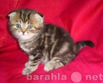 Продам: вислоухие и британские котята в Балаково