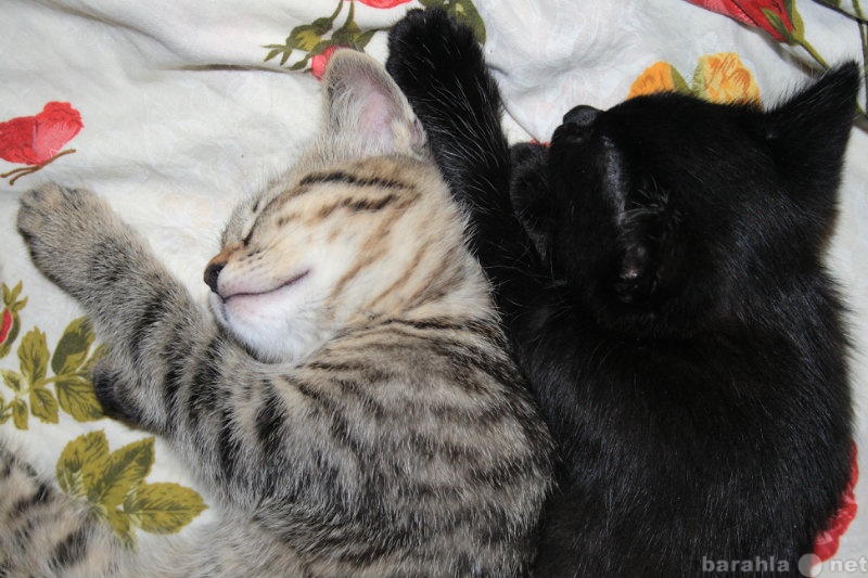 Отдам даром: Котята - полосатый и черный с белым