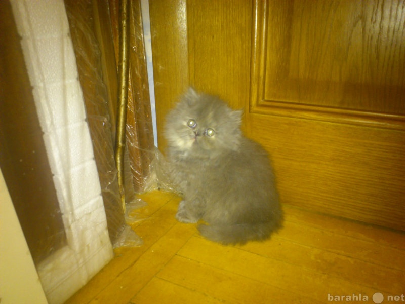 Продам: Персидский голубокремовый котенок