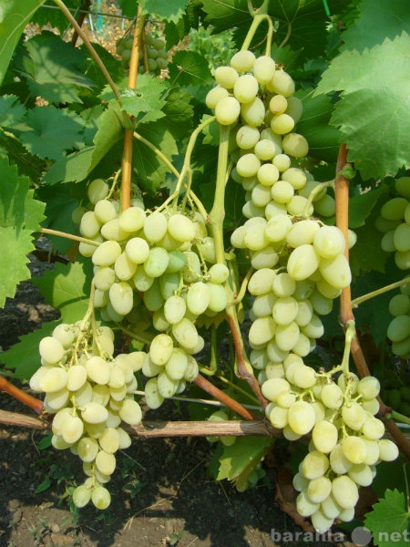 Продам: саженцы и черенки винограда винные и сто