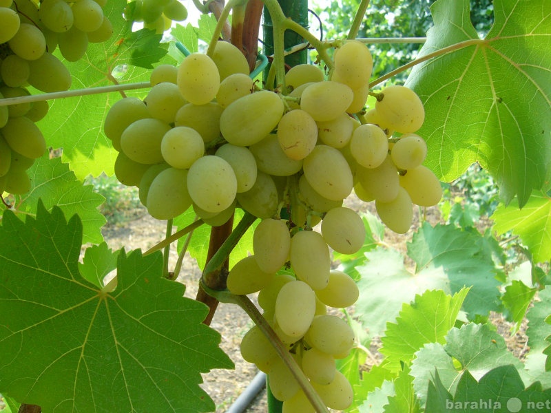 Продам: черенки и саженцы винограда предгорья ур