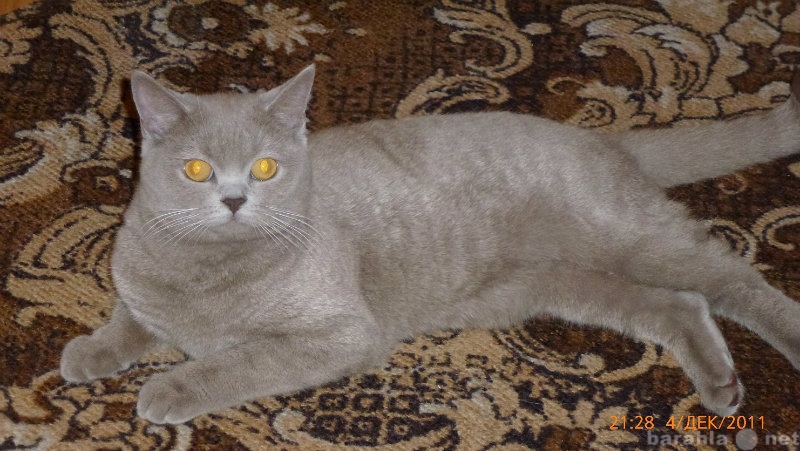 Куплю: шотландского вислоухого кота для вязки