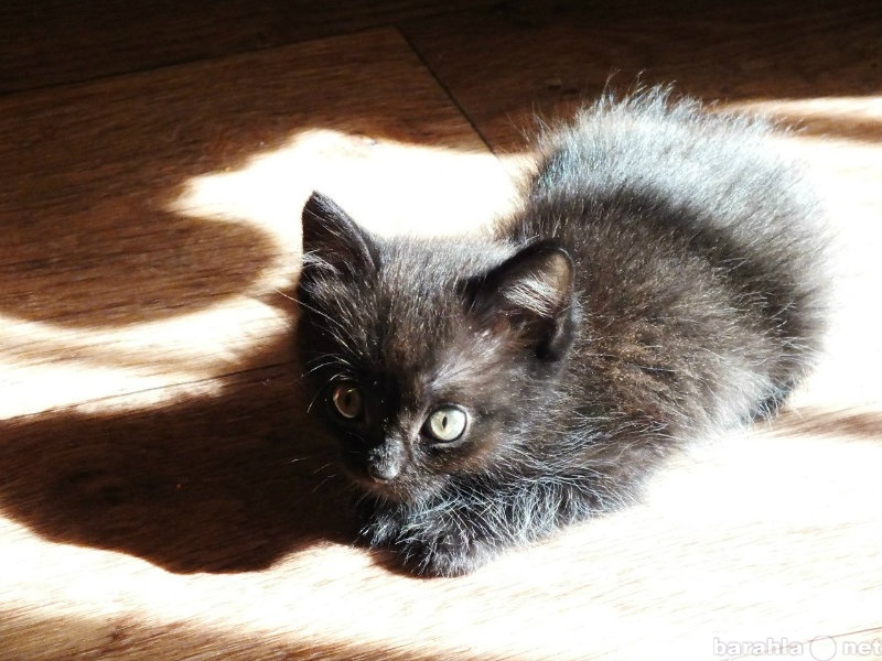 Отдам даром: . Почти черный котенок.
