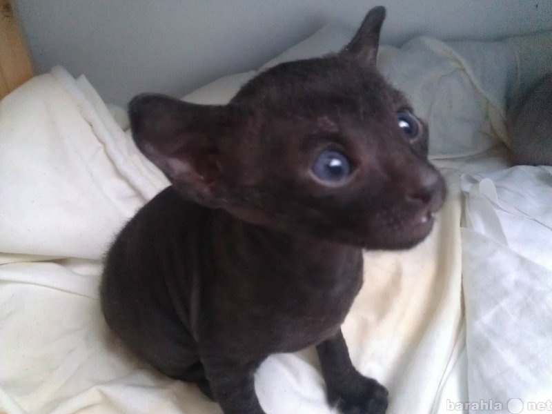 Продам: котенка породы Корниш-Рекс окрас черный