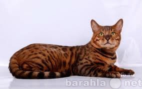 Продам: кот бенгальский