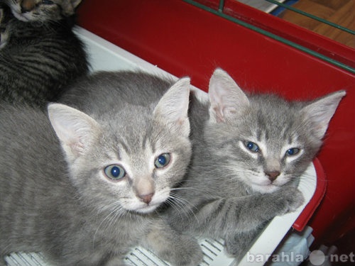 Отдам даром: Серебристо-голубые и полосатенькие котят