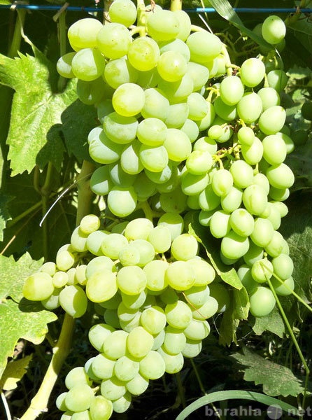 Продам: черенки и саженцы винограда краснодарско