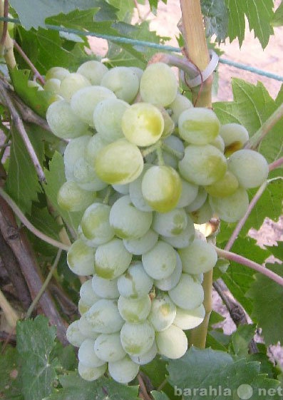 Продам: самые проверенные сорта винограда (черен