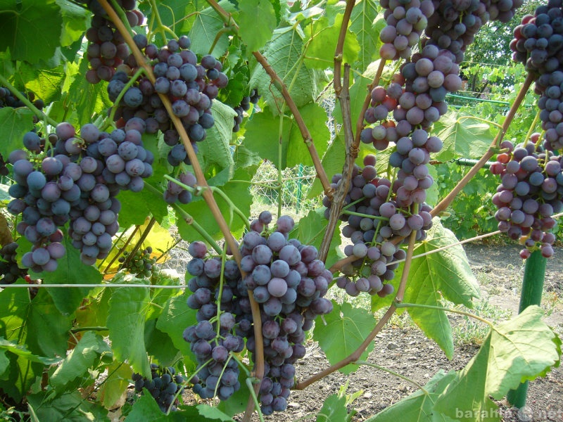 Продам: виноград (черенки и саженцы) надежных со