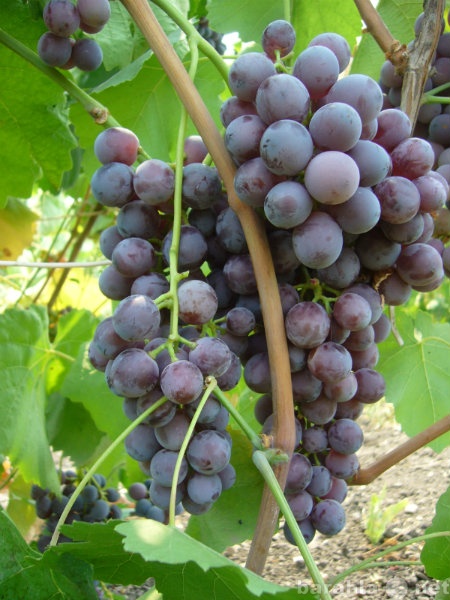 Продам: черенки и саженцы винограда приморского