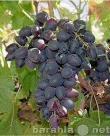 Продам: саженцы и черенки винограда удмуртии