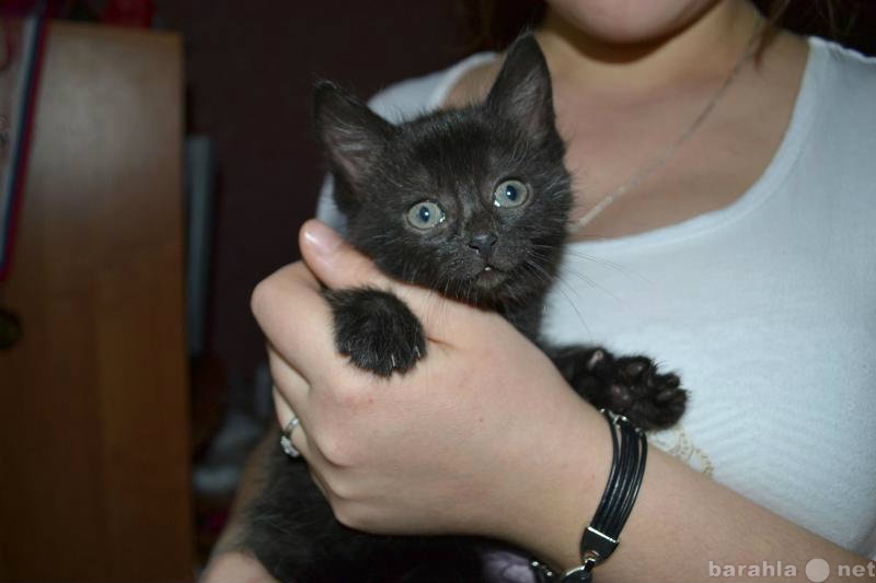 Отдам даром: Плюшевый черный котенок, 1,5 месяца