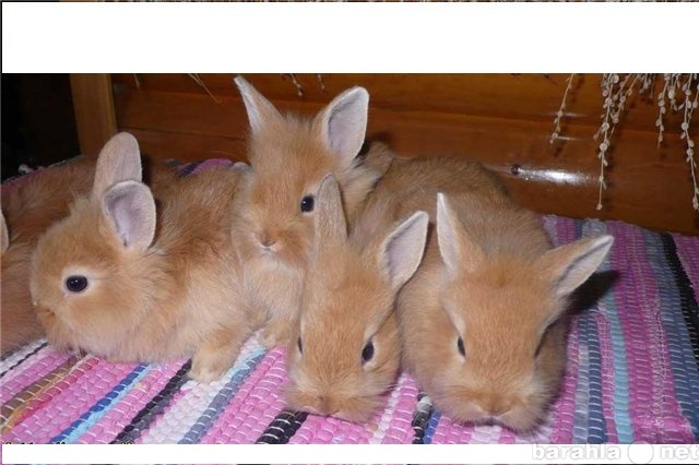 Продам: продам крольчат