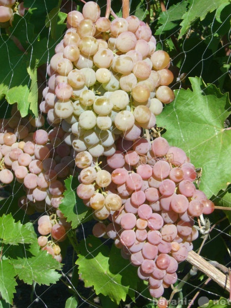 Продам: саженцы и черенки винограда из приволжск