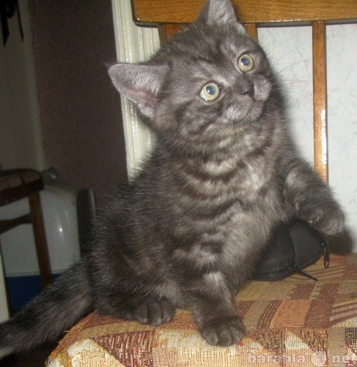 Продам: котенок британской короткошерстной