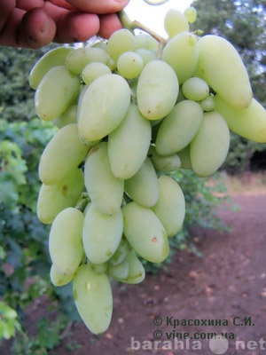 Продам: черенки и саженцы винограда среднерусско