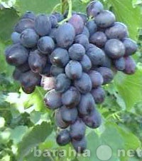 Продам: черенки и саженцы винограда для Калужско