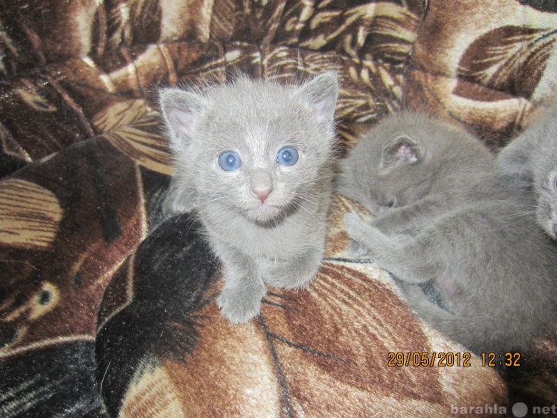 Продам: Чистопородные русские голубые котята