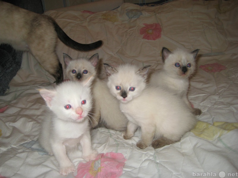 Продам: чудесные тайские (старосиамские)котята