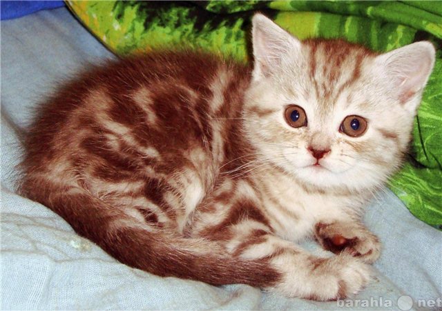 Продам: Британские серебристые котята
