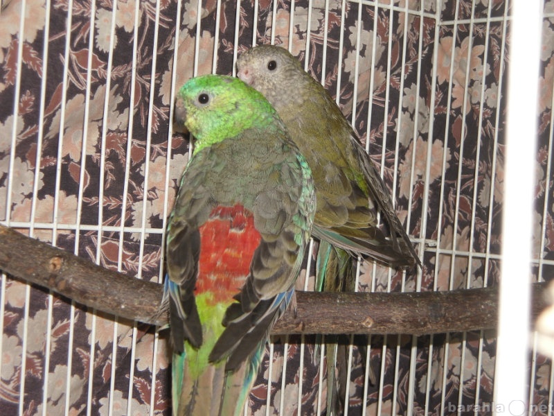 Продам: пара певчих попугаев