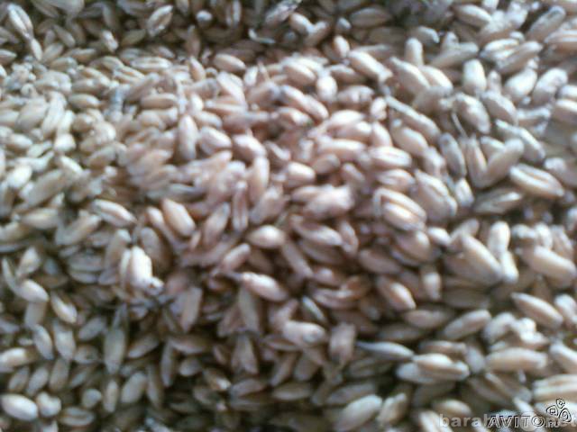 Продам: Пшеница 3 класса