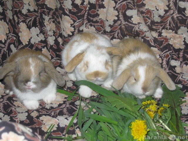 Продам: вислоухие крольчата