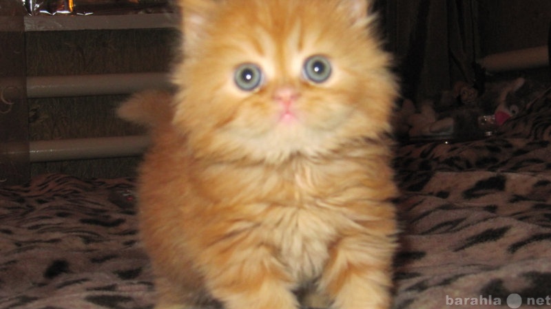 Продам: персидский рыжий котенок