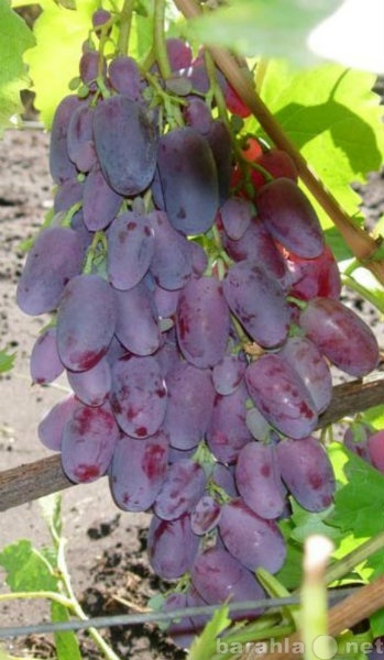 Продам: саженцы и черенки винограда на тамбовщин