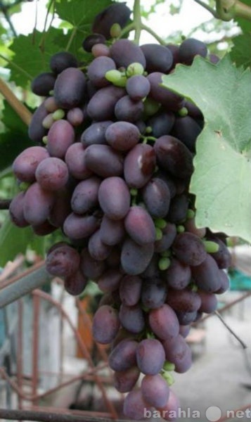 Продам: саженцы и черенки винограда в липецке