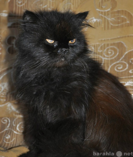 Отдам даром: Черный кот перс