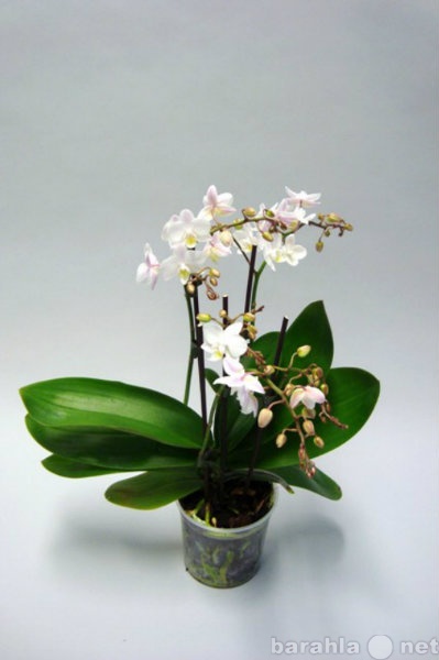Продам: орхидеи