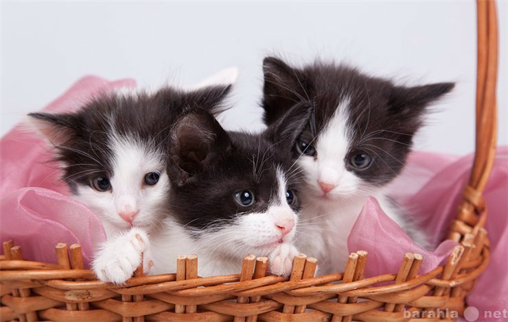 Продам: Котики и кошечки в заботливые руки