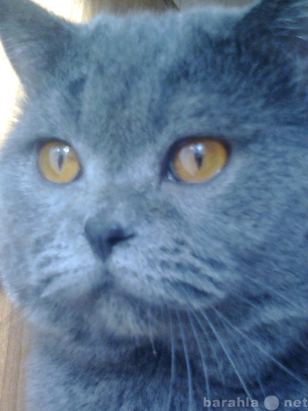 Продам: Британский плюшевый кот для вязки.