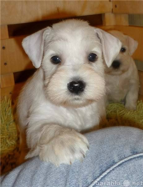 Продам: щенок цвергшнауцера белый