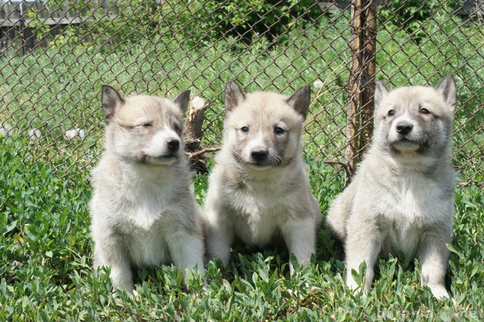 Продам: Высокопородные щенки западносибирской ла