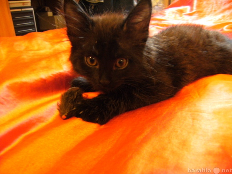 Отдам даром: Подарю котенка окрас черный дым