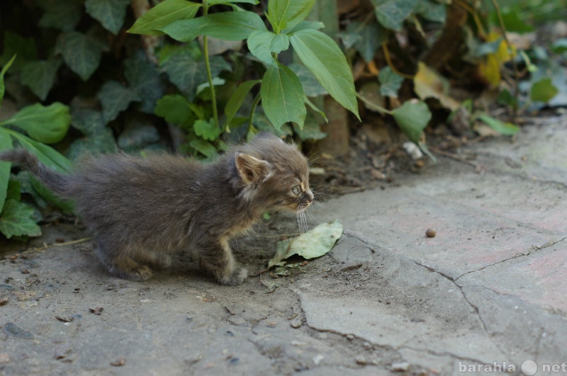 Отдам даром: котенок