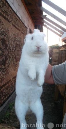 Продам: Продам кроликов породы великан..