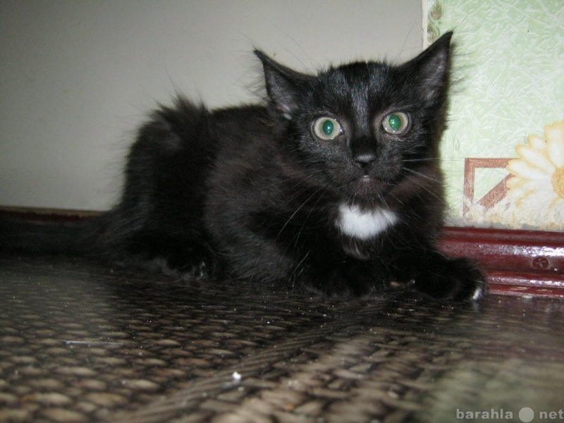 Отдам даром: Черные котята 6 месяцев