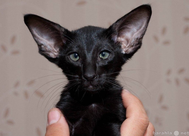 Продам: черные ориентальные котята